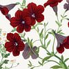 Salpiglossis Flower - Tanigami Kônan by Apolo Prints