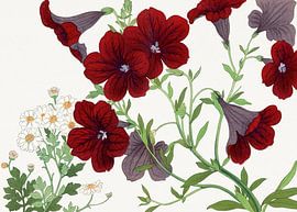 Salpiglossis Flower - Tanigami Kônan by Apolo Prints