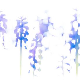 Grape hyacinths by Maarten Trybou