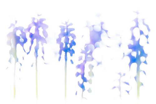 Traubenhyazinthe  von Maarten Trybou