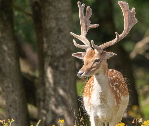 Hert in de Amsterdamse waterleidingduinen