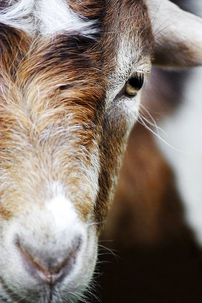 Goat I by Pia Schneider