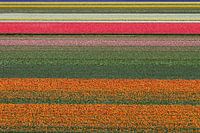 Abstracte lijnen in het tulpenveld