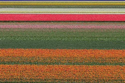 Abstract lines in the tulip field