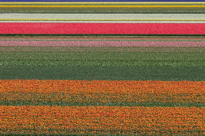 Abstrakte Linien auf dem Tulpenfeld von Tiny Hoving-Brands