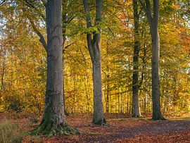Herbstwald von Diane van Veen