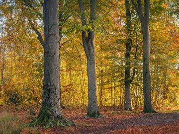 Forêt d'automne sur Diane van Veen