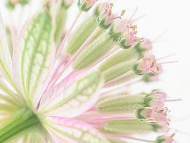Frisches Grün mit Rosa: Nahaufnahme einer Zeeland-Blüte von Marjolijn van den Berg