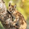 Lynx cub  in a tree by Menno Schaefer