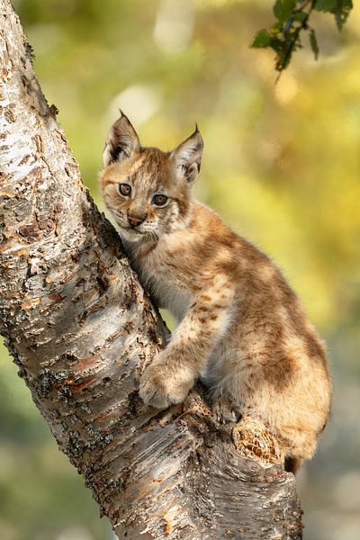 Lynx cub  in a tree by Menno Schaefer