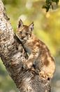 Ein junger Luchs von Menno Schaefer Miniaturansicht