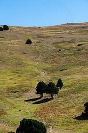 Baum auf dem Berg von Robin van Steen