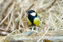 une mésange charbonnière en plein vol sur Stobbe; stiltegrafie