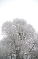 Weidenbaum und klarer Himmel