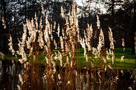 Rietpluimen in het winterse zonlicht van FotoGraaG Hanneke thumbnail