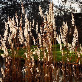 Rietpluimen in het winterse zonlicht van FotoGraaG Hanneke