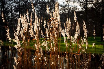 Reed plumes in the winter sunlight