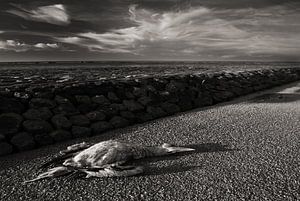 Dead gannet sur Douwe Schut