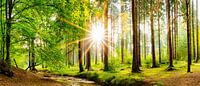Sonnenaufgang im Wald van Günter Albers thumbnail