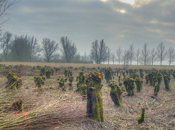 Veld met gesnoeide knotwilgen