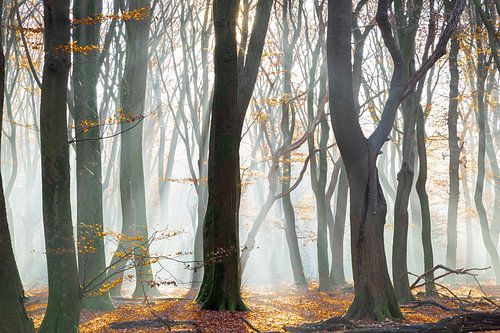 La forêt de Speulde et Sprielder dans la brume du matin
