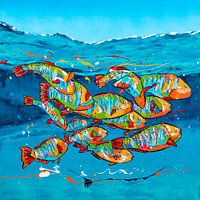 Colourful parrot fish