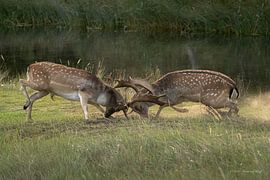 Bronze time by Iwan van den Hooff