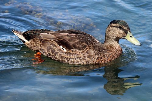 Alle eendjes zwemmen in het water