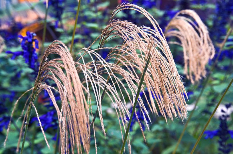 Autumn grasses in the botanical garden by Silva Wischeropp