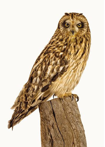 Rariteitenkabinet Vogel_01