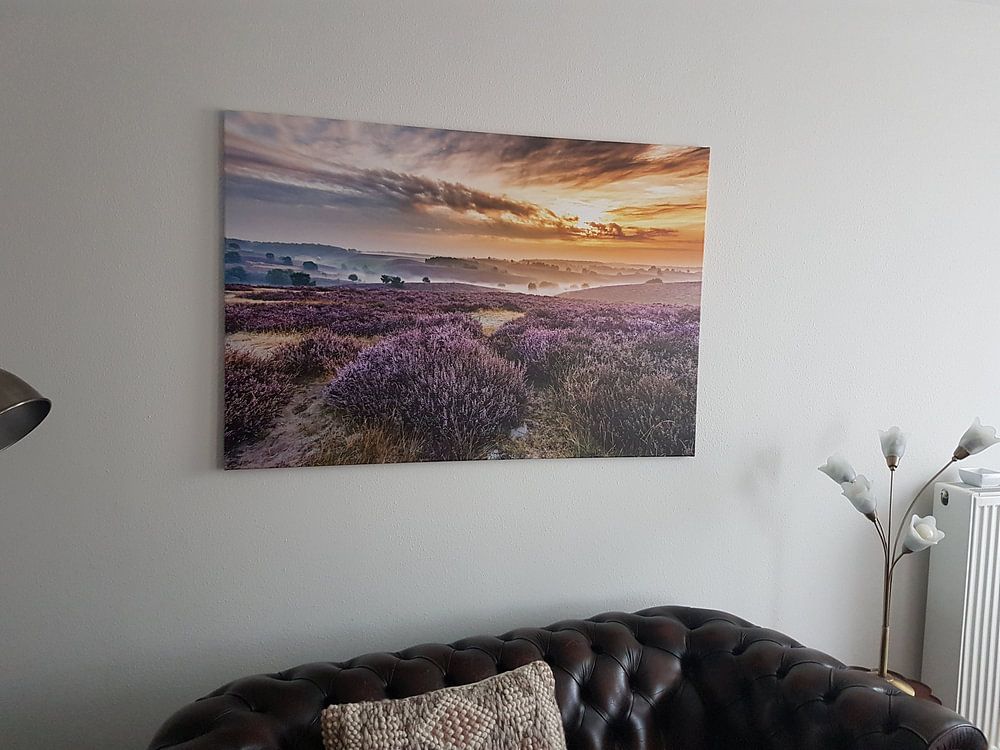 Bruyère en fleur sur la Posbank  par Sander Grefte 