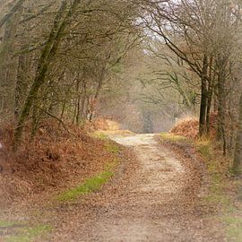 Doorkijkje in herfstbos van Sjoerd van Staveren