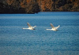 2 Höckerschwäne im Flug