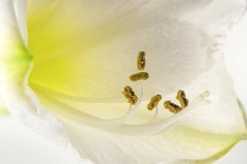 Weiße Amaryllisblüte (Hippeastrum), Makroansicht der blühenden Staubgefäße, schöne Blumengrußkarte m