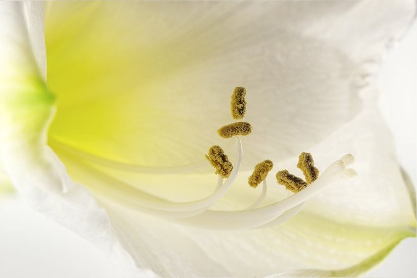 Weiße Amaryllisblüte (Hippeastrum), Makroansicht der blühenden Staubgefäße, schöne Blumengrußkarte m von Maren Winter
