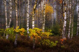 Birken im Herbst