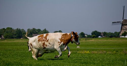 Springende koe