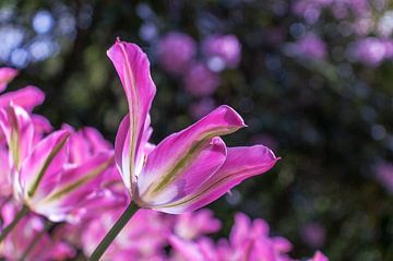 Fuchsia roze tulp