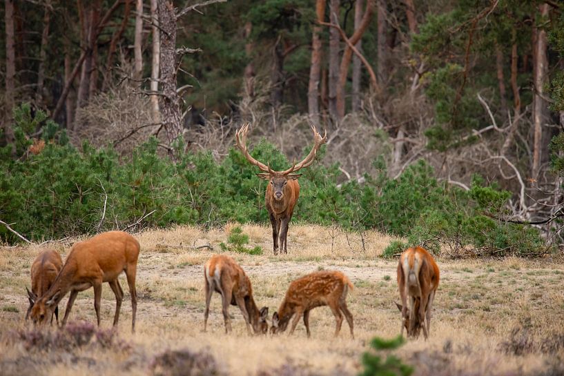 Red deer on the Hoge Veluwe by Gert Hilbink