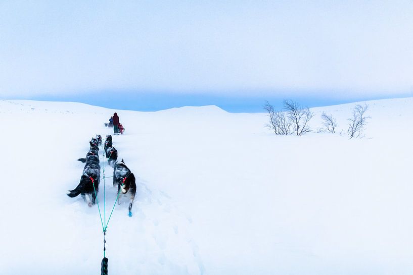Un traîneau à chiens s'arrête au col de la montagne par Martijn Smeets