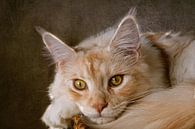 rode Maine Coon kat van Claudia Moeckel thumbnail