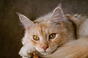 rote Maine Coon Katze