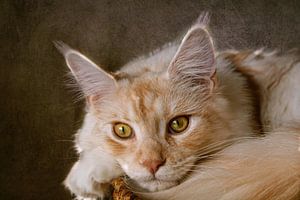 rode Maine Coon kat van Claudia Moeckel canvas, behang meer