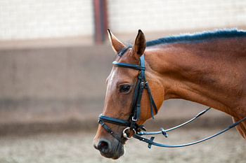 Paarden Hoofd