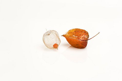 Physalis alkekengi, Lantern plant