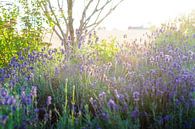 Blühender violetter Lavendel in der Sommersonne von Fotografiecor .nl Miniaturansicht