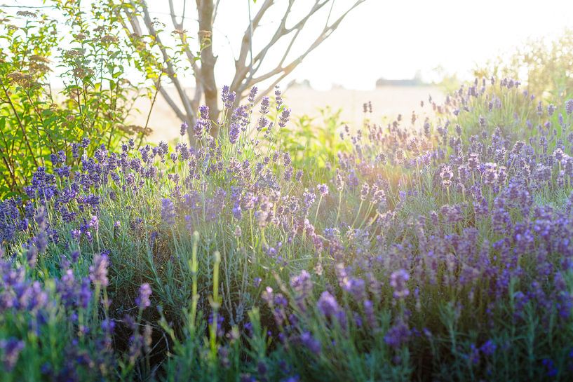 Bloeiende paarse lavendel in de zomerzon van Fotografiecor .nl