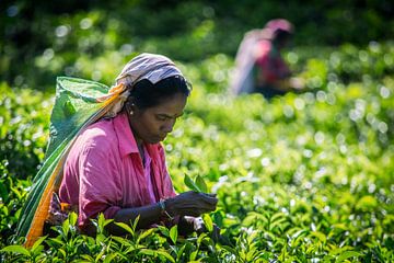 Picking Tee in den Bergen von Chantal Nederstigt