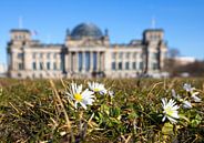 Pâquerettes devant le bâtiment du Reichstag à Berlin par Frank Herrmann Aperçu