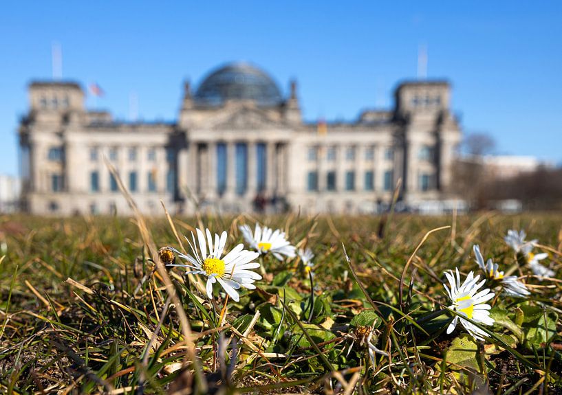 Pâquerettes devant le bâtiment du Reichstag à Berlin par Frank Herrmann